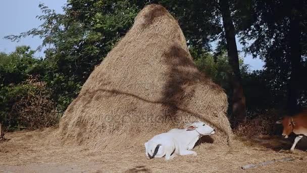 Коричневая корова ест сено и белая корова лежит у подножия большого стога сена
 - Кадры, видео
