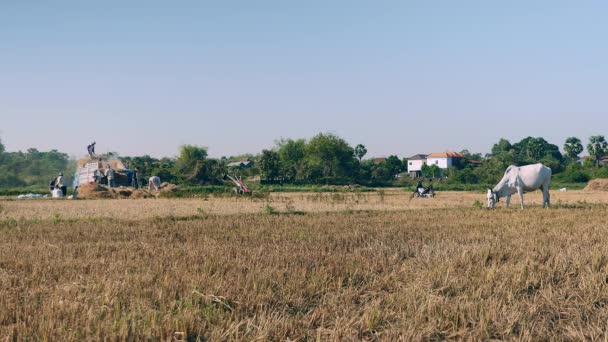  vaca pastando em um campo seco e agricultores debulhando arroz com uma máquina como pano de fundo
 - Filmagem, Vídeo