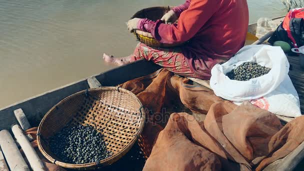 visão traseira de uma mulher classificando amêijoas mantidas em uma cesta de bambu
 - Filmagem, Vídeo
