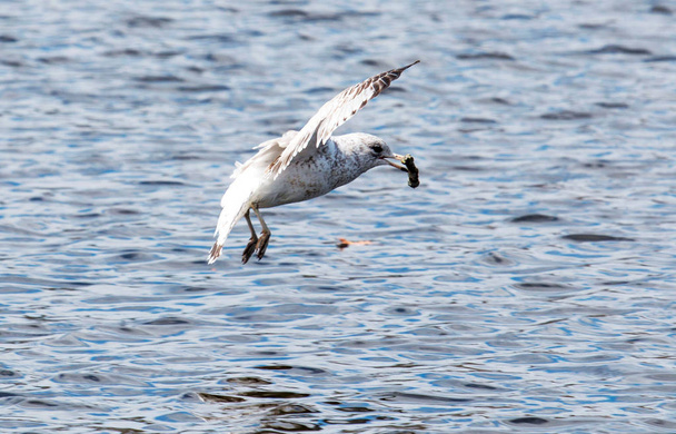 Чайка летит с палкой во рту
 - Фото, изображение