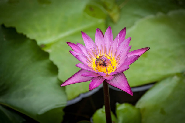 Lotus çiçeği chiangmai Tayland - Fotoğraf, Görsel