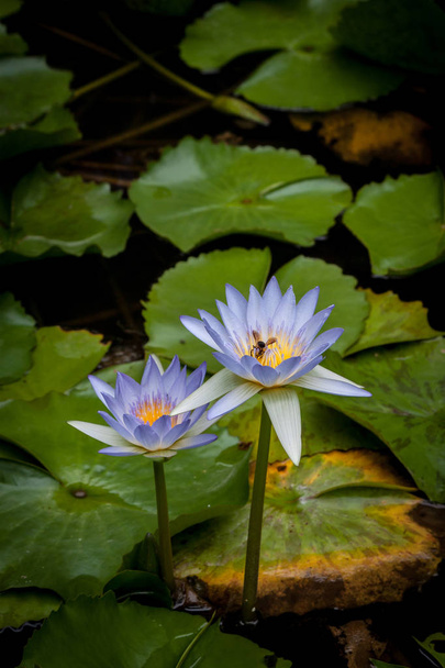 Lotus çiçeği chiangmai Tayland - Fotoğraf, Görsel