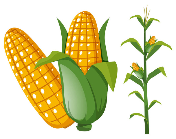 Maïs sur l'épi et la plante
 - Vecteur, image