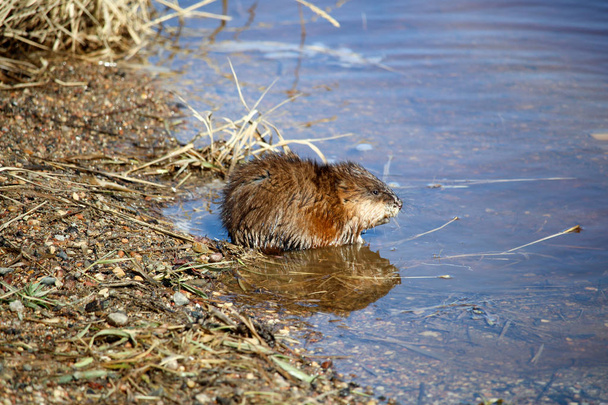 Muskrat sitting beside water in the morning - Photo, Image