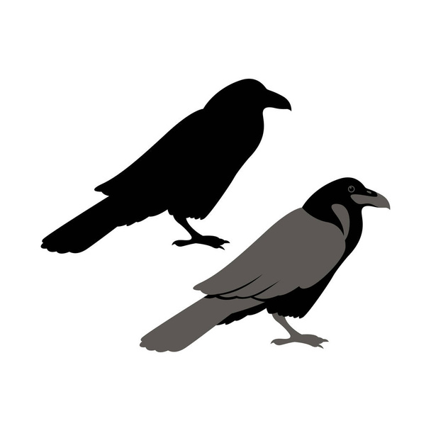 Raven vector ilustración estilo plano
  - Vector, imagen