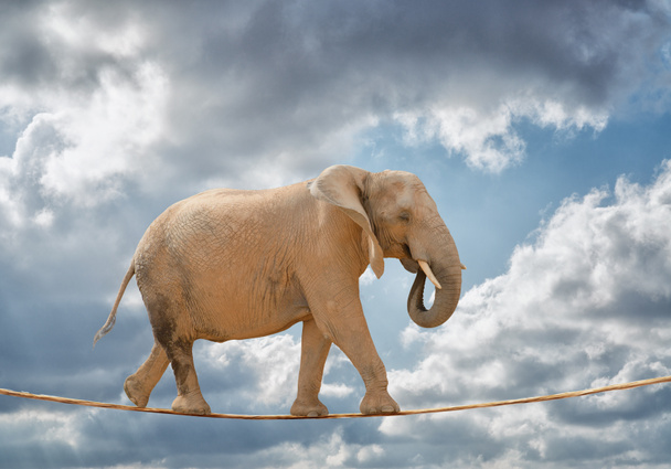 Sloní chůze po laně - Fotografie, Obrázek