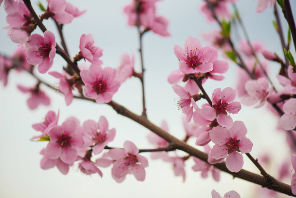 Весна в саду. Цветущие цветы на дереве
. - Фото, изображение