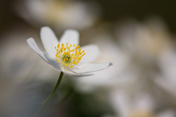 Anemone nemorosa flower  - Fotó, kép