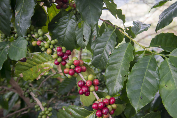 cosecha de café en la plantación de café
 - Foto, imagen