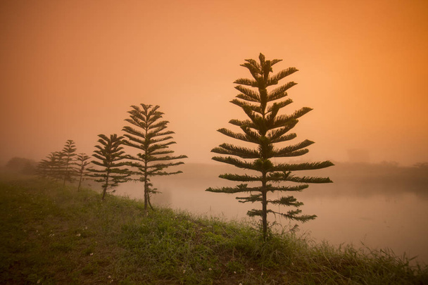  landschap in de mornig mist, Thailand. - Foto, afbeelding