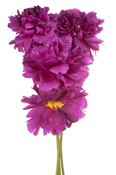 peony flower isolated - Фото, зображення