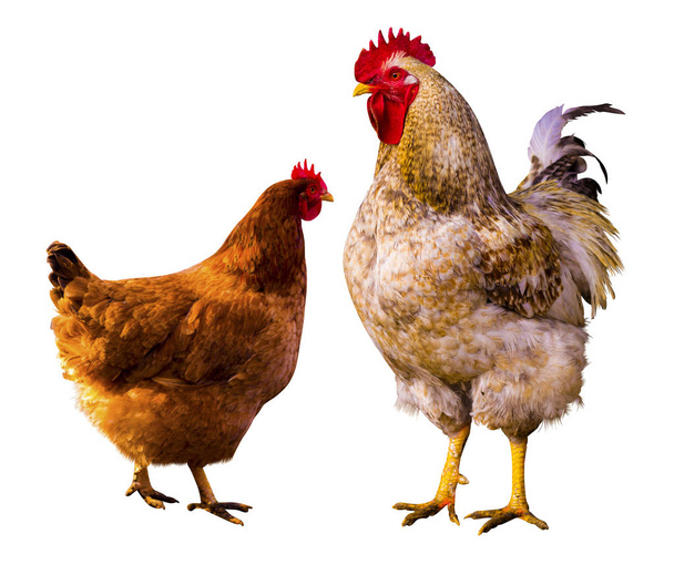 κότα. πορτρέτο της κότας. κότα σε ένα αγρόκτημα. κοτόπουλο απομονωμένη. Κόκορας και - Φωτογραφία, εικόνα