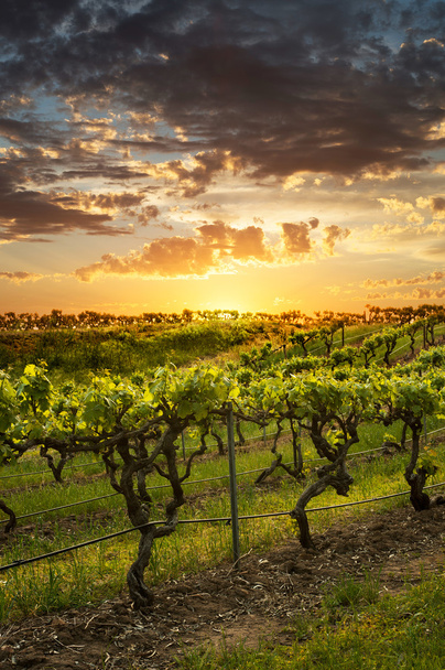 Баросса виноградників на заході сонця - Фото, зображення