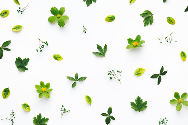 зелене листя на білому фоні
 - Фото, зображення