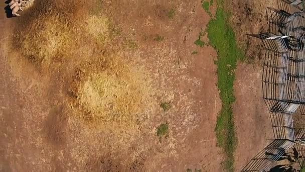 Tirer depuis un drone pneumatique. Les chameaux paissent sur la ferme verte à l'air frais
 - Séquence, vidéo