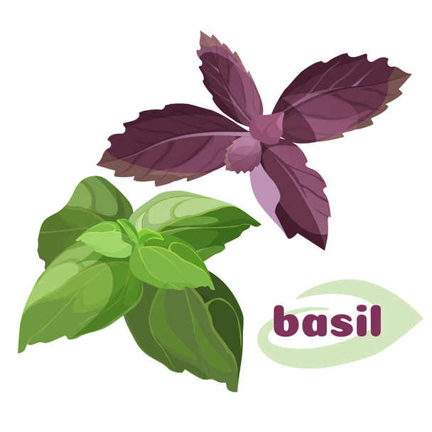 Fresh basil leavesi green purple color bunches isolated on white - Vector, Image