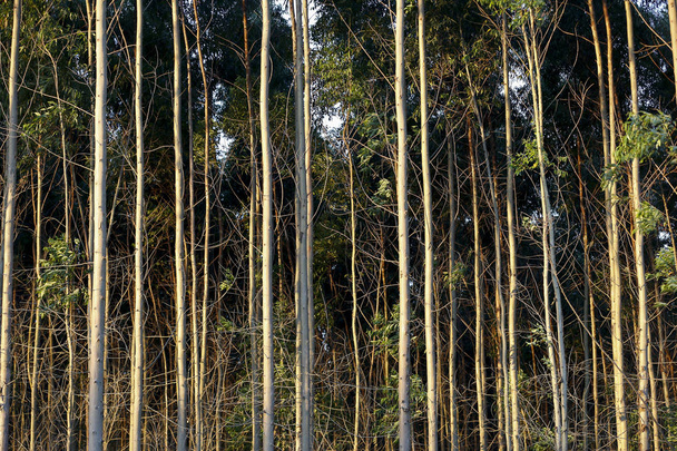 вид на эвкалиптовую плантацию в солнечный день в бразильской сельской местности
 - Фото, изображение