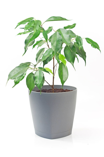Ficus benjamin plant in pot isolated on white background - Photo, image