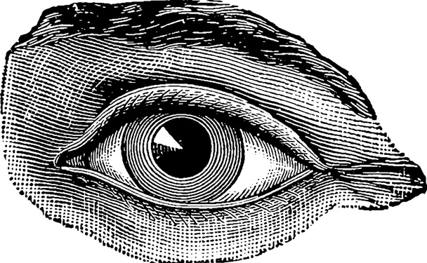 Марочні зображення очей
 - Фото, зображення