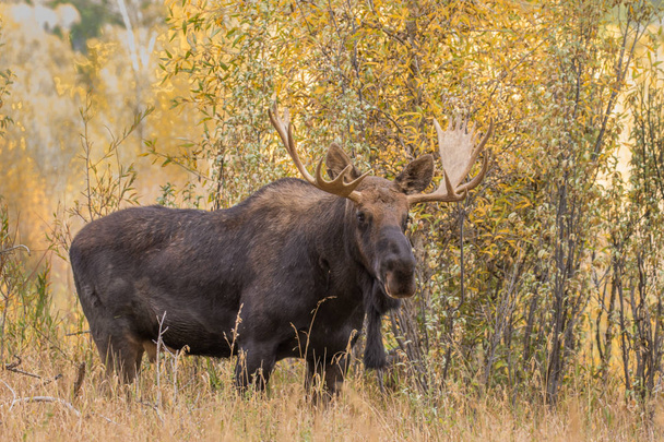 Bull moose in herfst - Foto, afbeelding