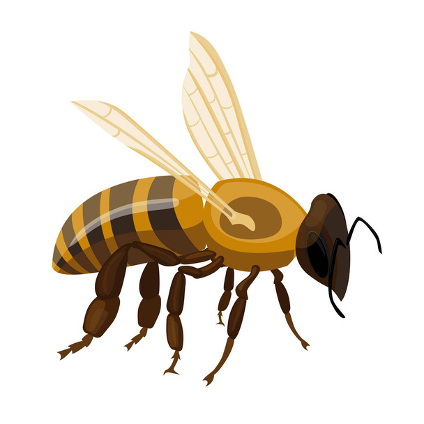 白の現実的な蜂蜜蜂クローズ アップ手の描かれたパターンを飛行 - ベクター画像