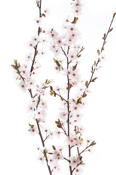 Cherry Plum twig on white background (Prunus cerasifera Nigra) - Photo, Image