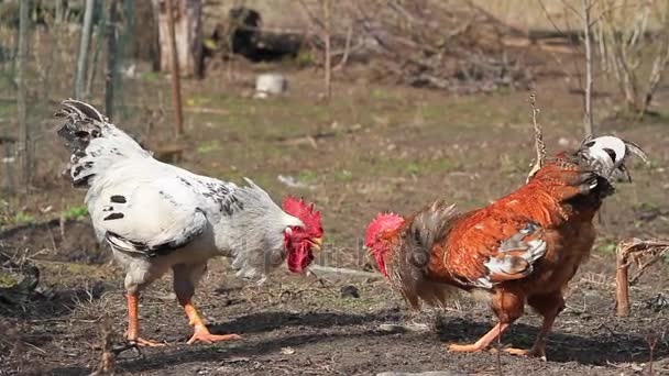 ルースターズの闘鶏で互いに攻撃 - 映像、動画