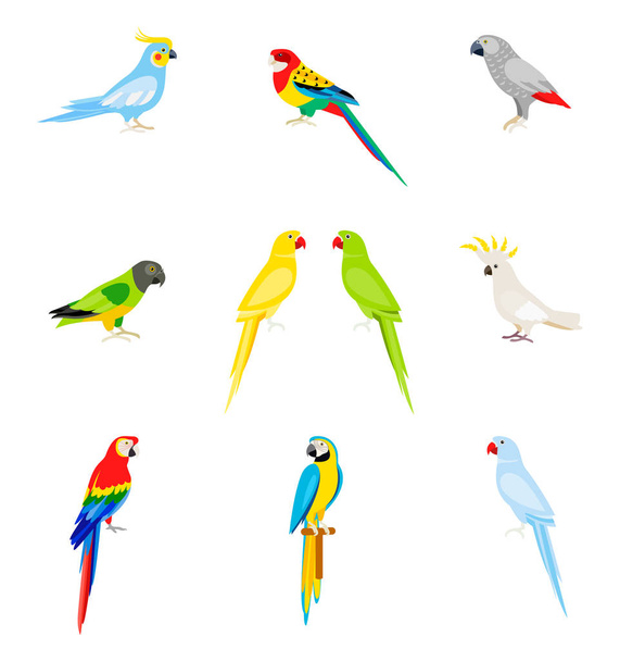 A set of parrots in a flat style. - Vector, Image