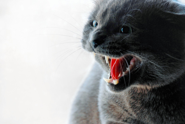 Schöne graue Katze zischt - Foto, Bild