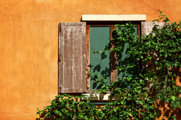 okno a liána - Fotografie, Obrázek
