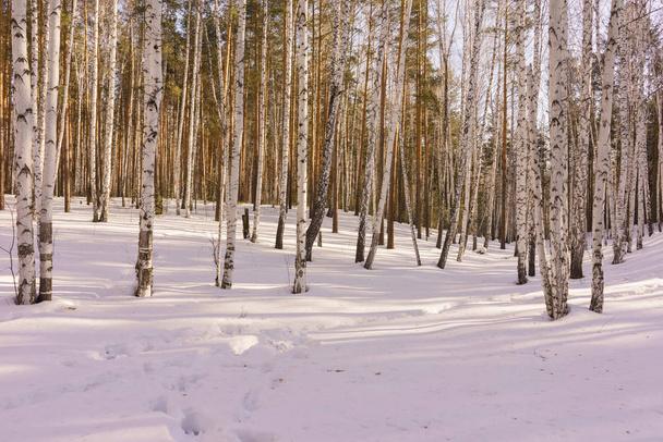 Winter Birch Wood - Fotó, kép