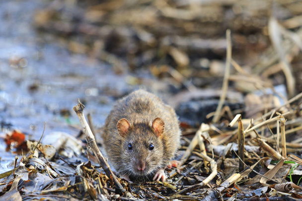 graue Ratte mit süßer Schnauze - Foto, Bild