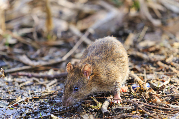 graue Ratte mit hässlichem Maulkorb - Foto, Bild