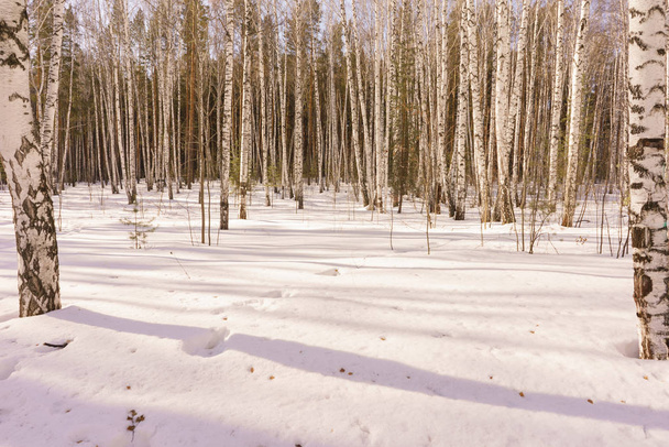 Winter Birch Wood - Фото, зображення