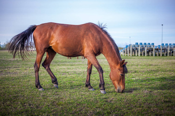 Cavalo castanho pastando grama verde no território da pista
 - Foto, Imagem