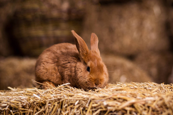 Funny little rabbit among Easter eggs in velour grass,rabbits with Easter eggs,close-up pair of easter bunny,Cute rabbit small bunny domestic pet with long ears and fluffy fur coat sitting in natural hay - Fotó, kép