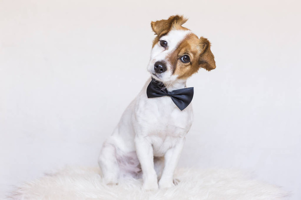 cute young dog over white background wearing a bowtie and lookin - Foto, Imagen