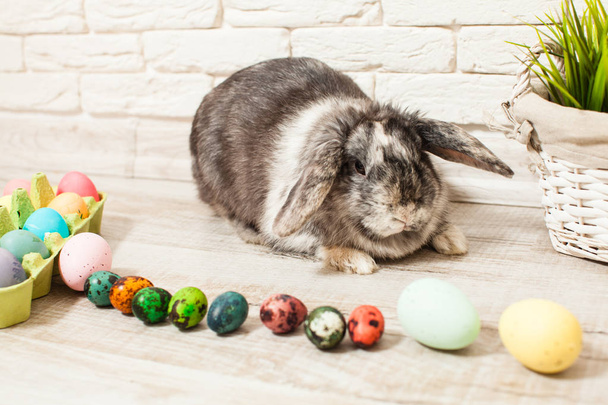 Easter rabbit in home - 写真・画像
