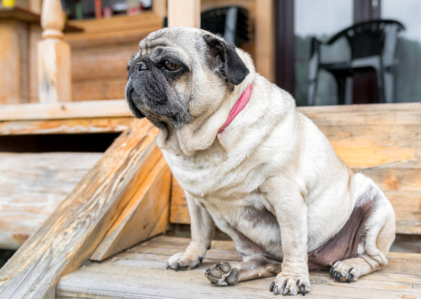 Mops pies siedzi na drewnianej podłodze - Zdjęcie, obraz
