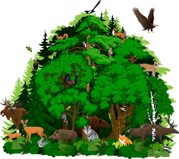 vector north woodland forest with animals - Vector, Image