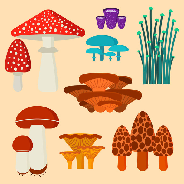Mushrooms for cook food and poisonous nature meal vegetarian healthy autumn edible and fungus organic vegetable raw ingredient vector illustration. - Vetor, Imagem