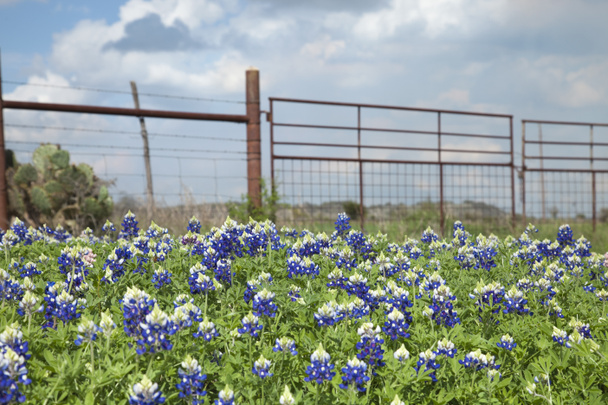 Texas bluebonnets i płot ranczo w kraju hill, Texas - Zdjęcie, obraz