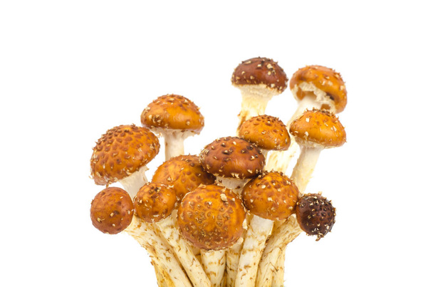 гриб Цузітаке ізольований на білому тлі
 - Фото, зображення