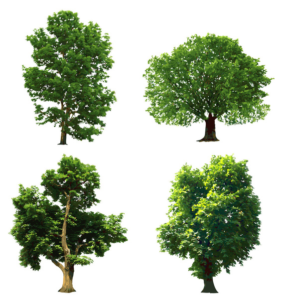 kolekcja zielone drzewa. Ilustracja wektorowa - Wektor, obraz