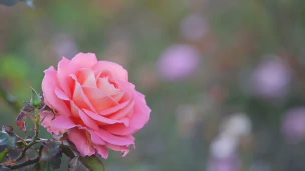 Рожева троянда на м'якому фоні
 - Кадри, відео