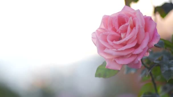 Pink rose on a soft background - Footage, Video