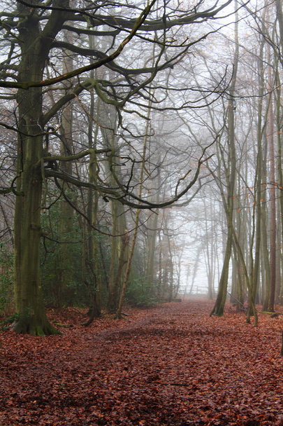 English woodland on a foggy misty morning - Фото, изображение