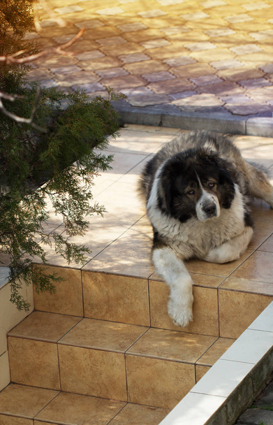 Ενηλίκων Καυκάσιος ποιμενικός σκύλος. Αφράτο Ποιμενικός Καυκάσου είναι l - Φωτογραφία, εικόνα