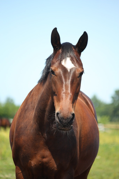 Hermoso caballo de la bahía de raza letona
 - Foto, imagen