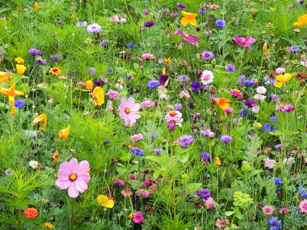 color detail photography of blooming wild flowers on the meadow - Photo, Image